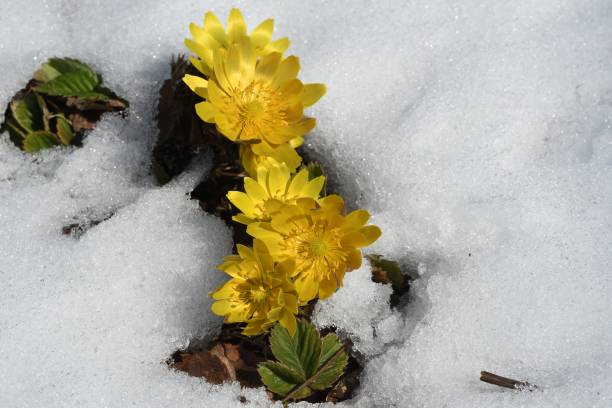 istock Flowering of forked-stem adonis heralding in the snow 1486461733