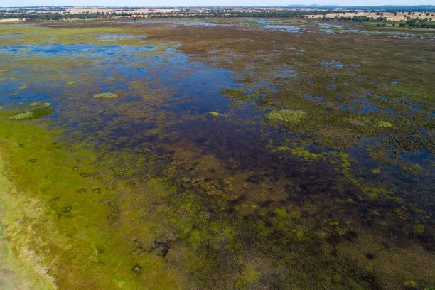 istock Algae bloom in a rural farm dam 1486461935