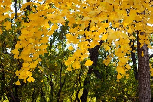 Autumn Ginkgo Leaf Background