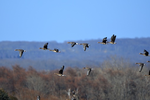 Flock of Greater white-fronted geese flying in spring migration, Hokkaido