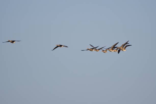 istock Flock of Greater white-fronted geese flying in spring migration, Hokkaido 1486462992