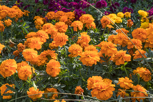 Orange blooming marigolds