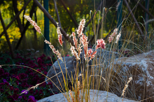 autumn grass at sunset