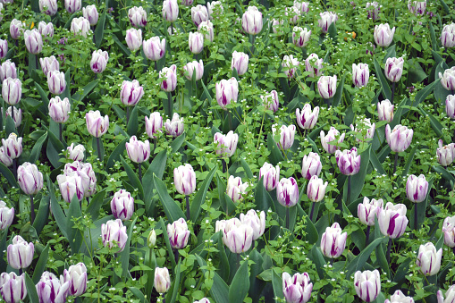 White and purple tulips background