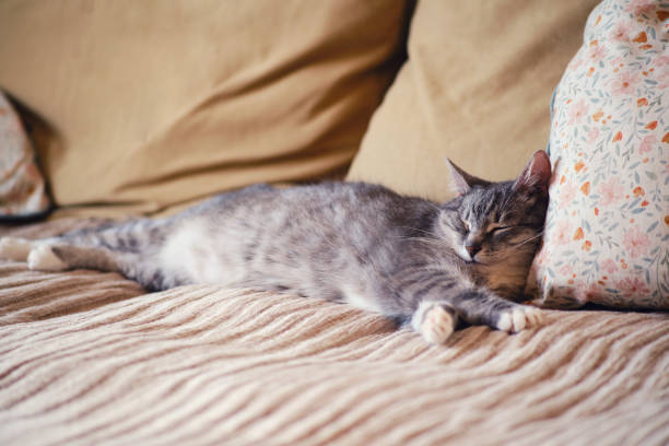 Senior cat sleeps on a sofa with brown pillows. Old pet sleeps on a beige sofa with a blanket
