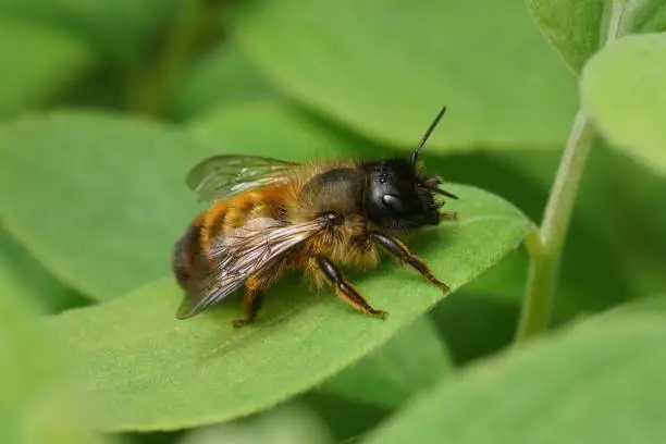 Photo of Closeup of a fresh emerged female red mason bee, Osmua rufa sitting on a green leaf