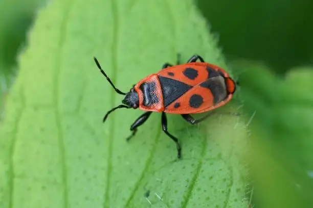 Natural colorful close-up of a brilliant red firebug, Pyrrhocoris apterus sitting on a green leaf