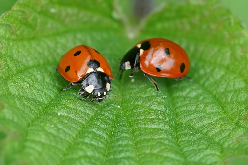 Natural colorful closeup of 2 brilliant red seven-spotted ladybirds, Coccinella septempunctata, sitting on a green leaf