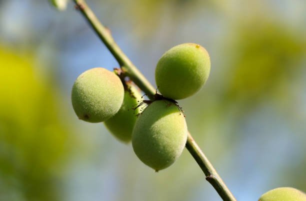 istock Green branch with plum fruit against a clear blue sky. 1486469244