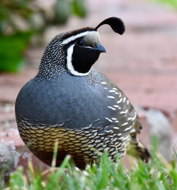 istock Gorgeous colorful exquisite patterned California Quail 1486470769