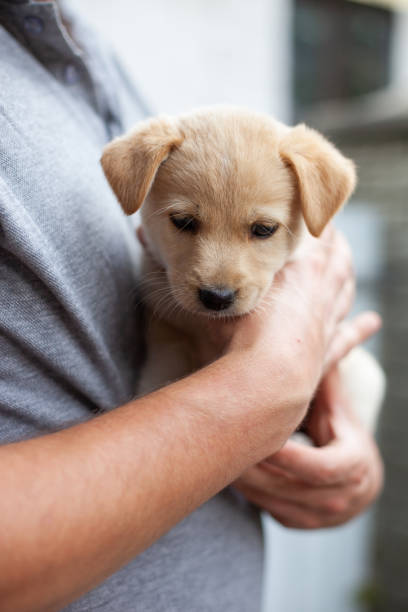 istock Man holding homeless puppy in hands. 1486476054