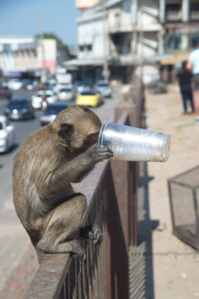 istock A monkey sits on an iron fence and drinks water from a plastic cup. 1486476137