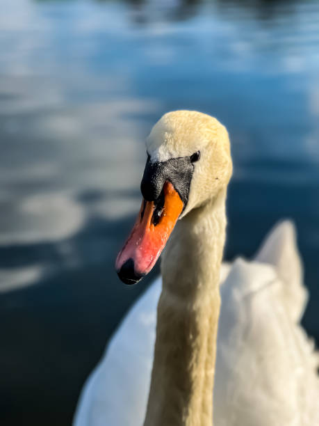 istock A swan is full of grace 1486478190
