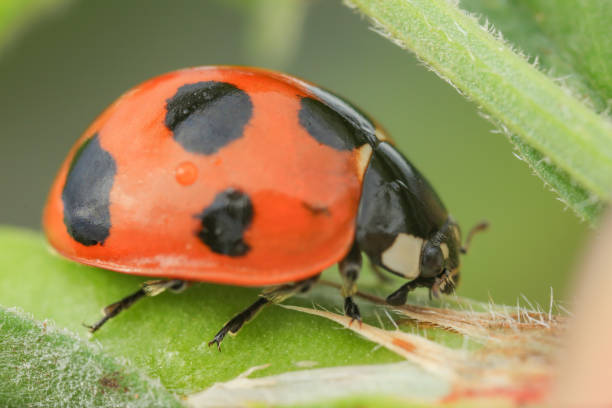 istock Ladybugs taken with macro photography 1486480227