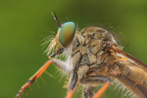 istock Robberfly taken with macro photography 1486480746
