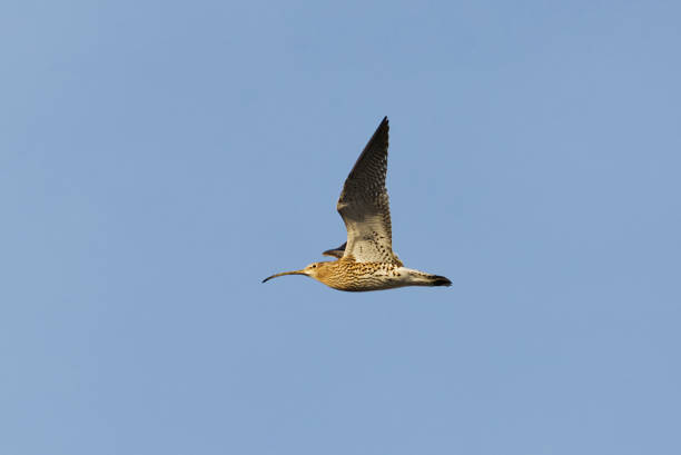 Curlew, Numenius arquata - Strandlopers (Scolopacidae)