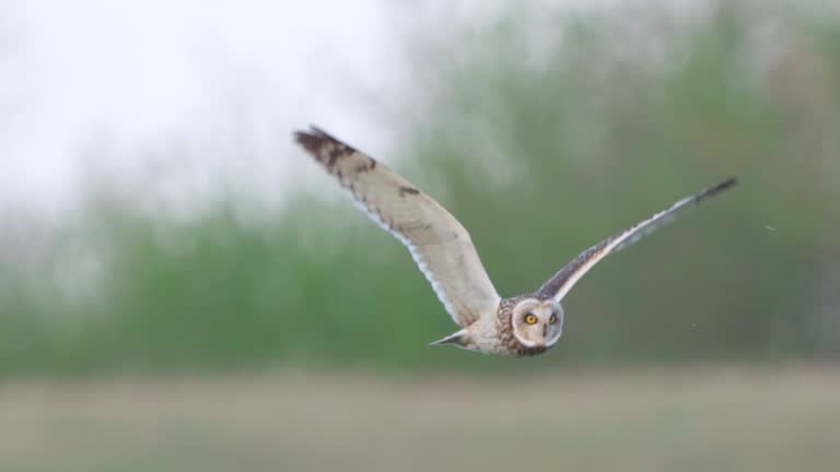 Bird - Short-eared Owl ( Asio flammeus ) flying over the meadow looking for prey on a spring evening.