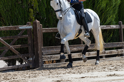 At an equestrian training center, a young rider trains a beautiful white thoroughbred horse. Equestrian training center for horses. Thoroughbred mare.