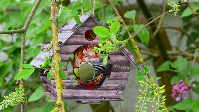 Great tits visiting bird feeder house