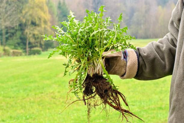 雑草の束、大きな根のシステムを持つタンポポの植物を持つ庭師の手。 - uncultivated ストックフォトと画像