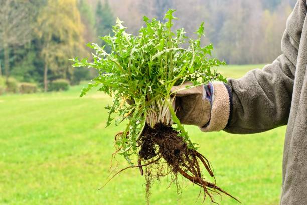 Gardeners hand holding a weed bunch, dandelion plant with large roots system.