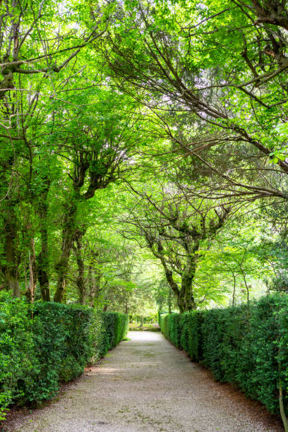 istock VIlla Barbarigo gardens are something beautiful 1486483940