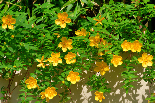background of yellow flowers blooming between the leaves