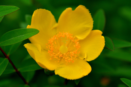 This is a yellow flower in the garden.