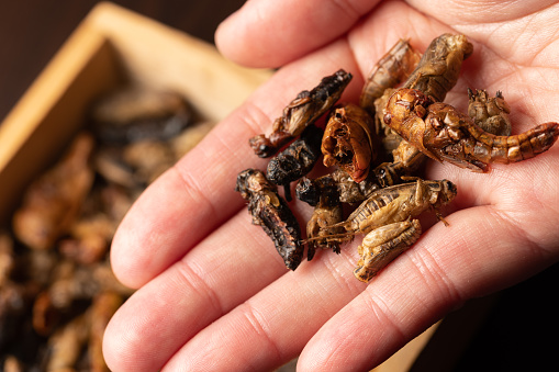 Lately various bugs including Grasshoppers and Crickets have been gaining popularity as a healthy food source. \nCrickets are highly nutritious and affordable, which is why people eat them in many areas of the world. Crickets are a good source of protein, fat, vitamins, minerals, and fiber.