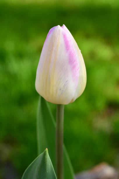 istock One white tulip on a background of green grass. Close-up. 1486488251