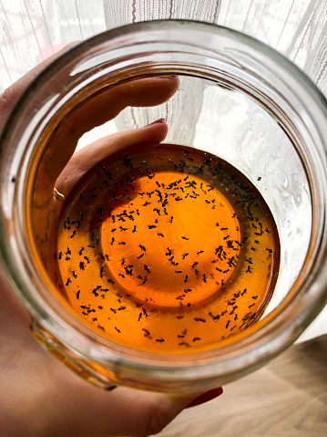 A lot of invading ants with the lid open, inside the honey jar