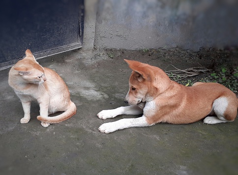 Orange color Indian dog and cat fighting with each other. The dog trying to play with the cat but the cat is feeling angry