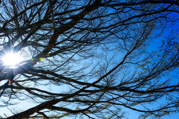 istock Dark tree branches with the sun in the background 1486488984