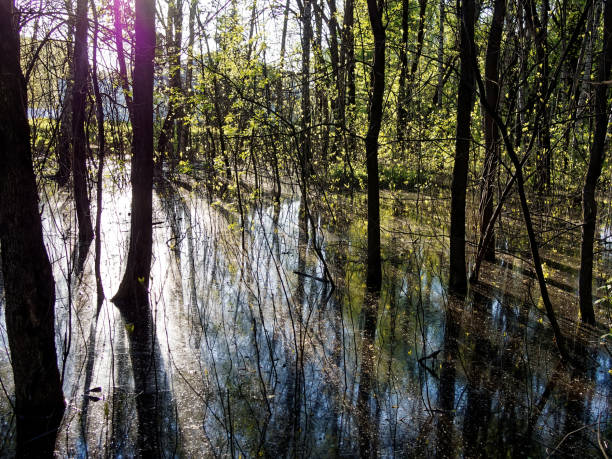 istock A huge puddle in the park among the trees 1486489233