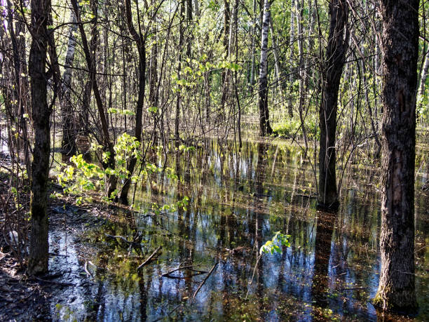 istock A huge puddle in the park among the trees 1486490071