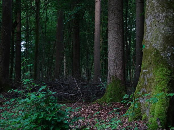 istock Summer woods atmosphere, dark nature 1486491727