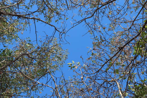 istock Sky and birch leaves in autumn 1486491808