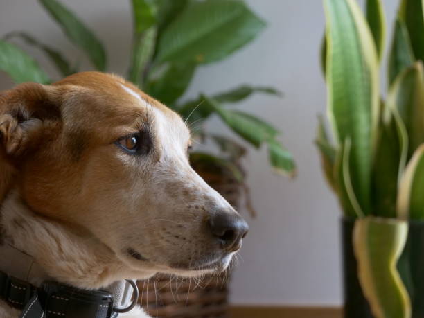 istock Big domestic dog looking forward, plants background 1486493686