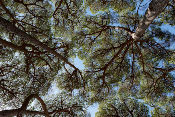 View from above of pine trees against the blue sky