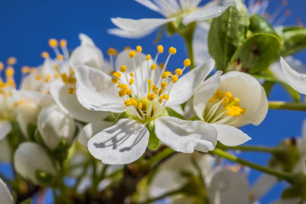 istock Bright white cherry blossoms. Cherry blossom in spring for background or copy space for text. Spring banner, branches of cherry blossoms against the blue sky in nature outdoors. 1486495982