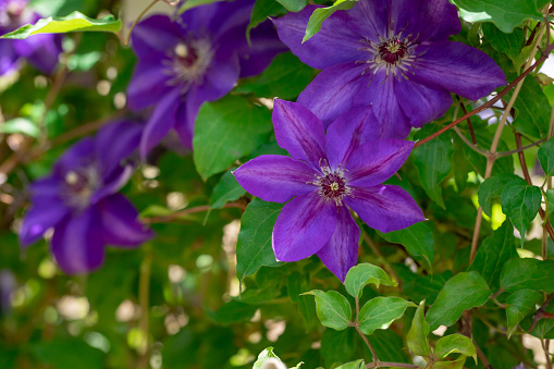 DECORATIVE FLOWERS OF THE CLEMATIS IN THE SPRING GARDEN IN THE VILLAGE.