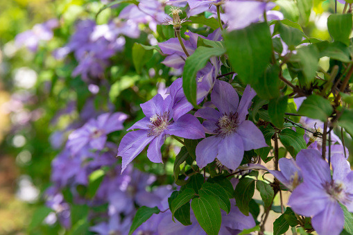 Violet purple clematis flowers next to a fence in bloom