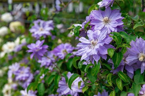 the flowers of clematis close up