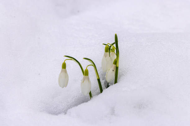 istock The snowdrop flower in the snow 1486497872