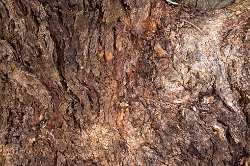 A close-up photo of red river gum bark texture captures the intricate details and roughness of the tree's outer layer. The deep reddish-brown color of the bark contrasts with the dark crevices and lines that run across the surface, creating a visually compelling image. The texture appears almost like a rugged landscape, with ridges and valleys resembling miniature canyons and mountains. The photo showcases the natural beauty of the tree's bark, which has likely been shaped over time by weather, insects, and other environmental factors. Overall, the close-up view of the red river gum bark texture invites the viewer to appreciate the intricacies of nature's design.