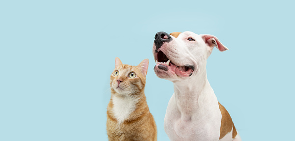 Banner two pets. Profile attentive American Staffordshire dog and ginger cat looking away. Isolated on blue pastel background