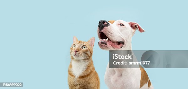 istock Banner two pets. Profile attentive American Staffordshire dog  and ginger cat looking away. Isolated on blue pastel background 1486499022