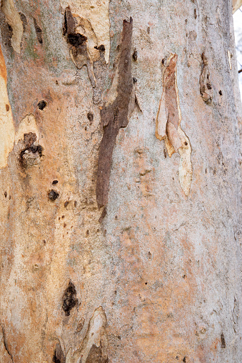 The texture of red river gum bark is a beautiful natural design element that can add depth and interest to your website. A close-up photograph reveals the intricate details and rough surface of the tree's outer layer, with its deep reddish-brown color and dark crevices creating a visually captivating image. The texture appears like a rugged landscape with ridges and valleys, perfect for adding an organic touch to web design projects. The texture's natural beauty has been shaped over time by environmental factors such as weather and insects, making it a unique and compelling addition to any website. Overall, the close-up view of the red river gum bark texture is an excellent source of inspiration for website designers seeking to incorporate natural elements into their work.