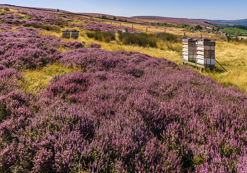 Beehives amongst the heather, North Yorkshire Moors National Park