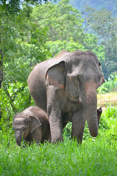 istock asia elephant mother and baby in forest 148650163